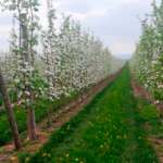 DEVREG Consultoría refuerza su compromiso con la regulación segura de productos agrícolas