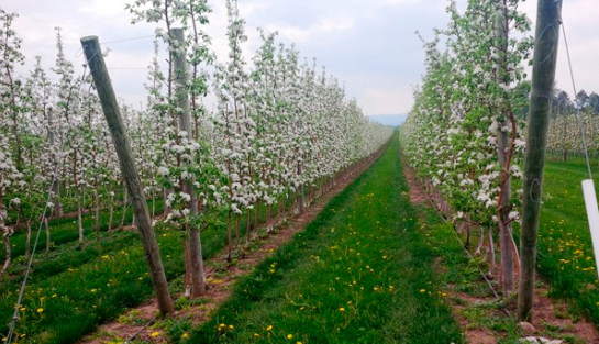 En este momento estás viendo DEVREG Consultoría refuerza su compromiso con la regulación segura de productos agrícolas